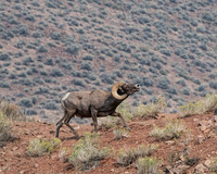 bighorn sheep