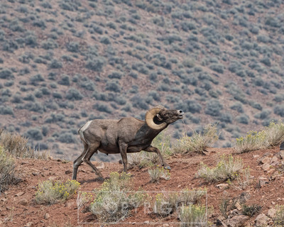 bighorn sheep