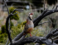 clucking chukar
