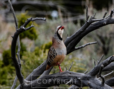 clucking chukar