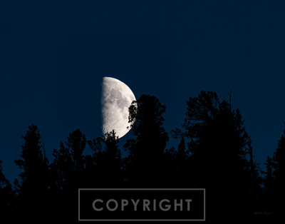 moon riser