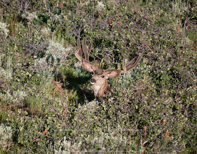 mule deer