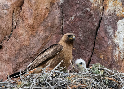hawks