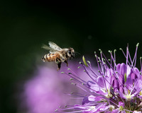 bee beeplantlg