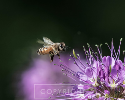bee beeplantlg